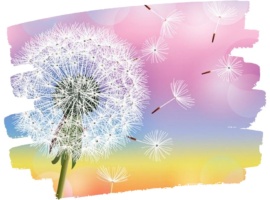 Corso di Sensibilizzazione – Trebaseleghe